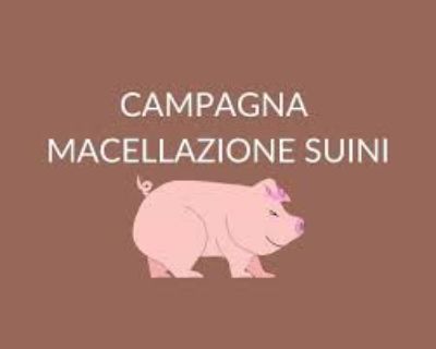 macellazione suini