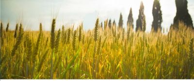 agri-abbadia