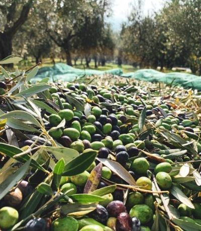 olive-marche-565x650