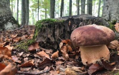 Funghi_01