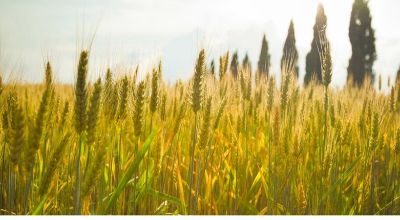 agri-abbadia