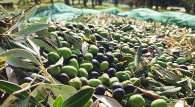 olive-marche-565x650