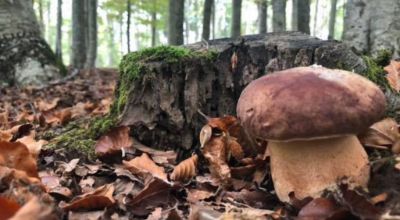 Funghi_01